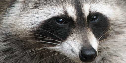 close up of raccoon face