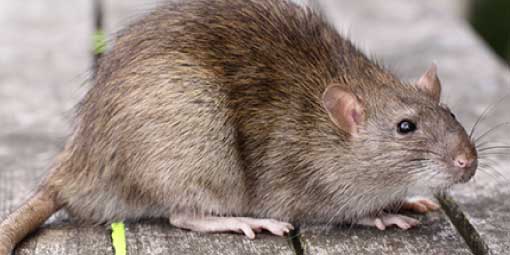 large brown rat