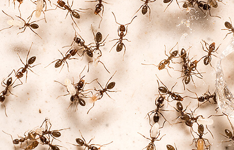 ants near arlington virginia