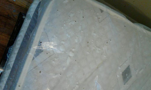 bed bugs on mattress near arlington virginia