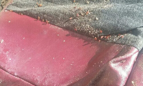 dead bedbugs after extermination on couch near arlington virginia
