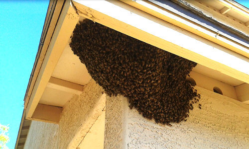 bee nest under eaves of house