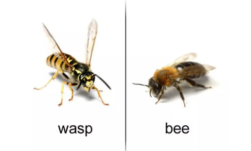 wasp and bee comparison photo