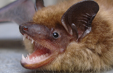 brown bat closeup near arlington virginia
