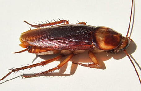 american cockroach near arlington virginia