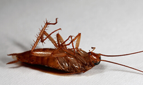 dead cockroach near arlington virginia