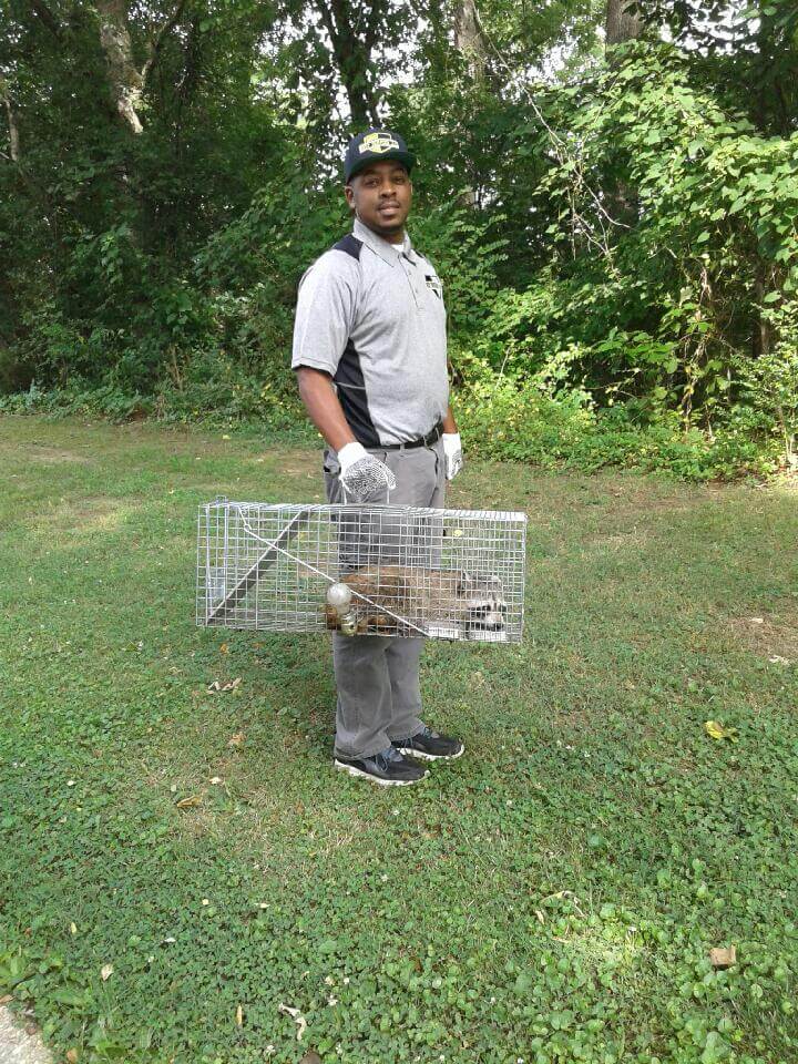 james holding racoon in cage for removal near arlington virginia