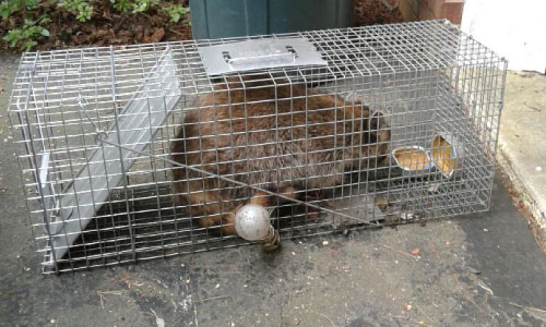 raccoon caught in trap near arlington virginia