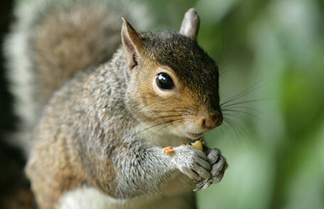 squirrel near arlington virginia
