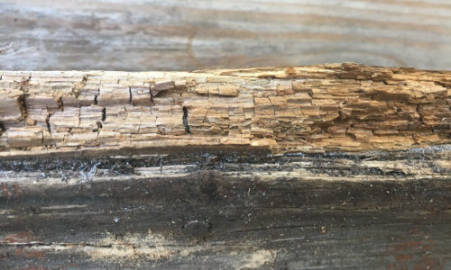 termite rotten wood near arlington virginia