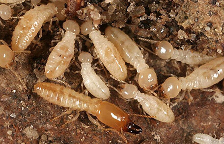 termites in soil near arlington virginia