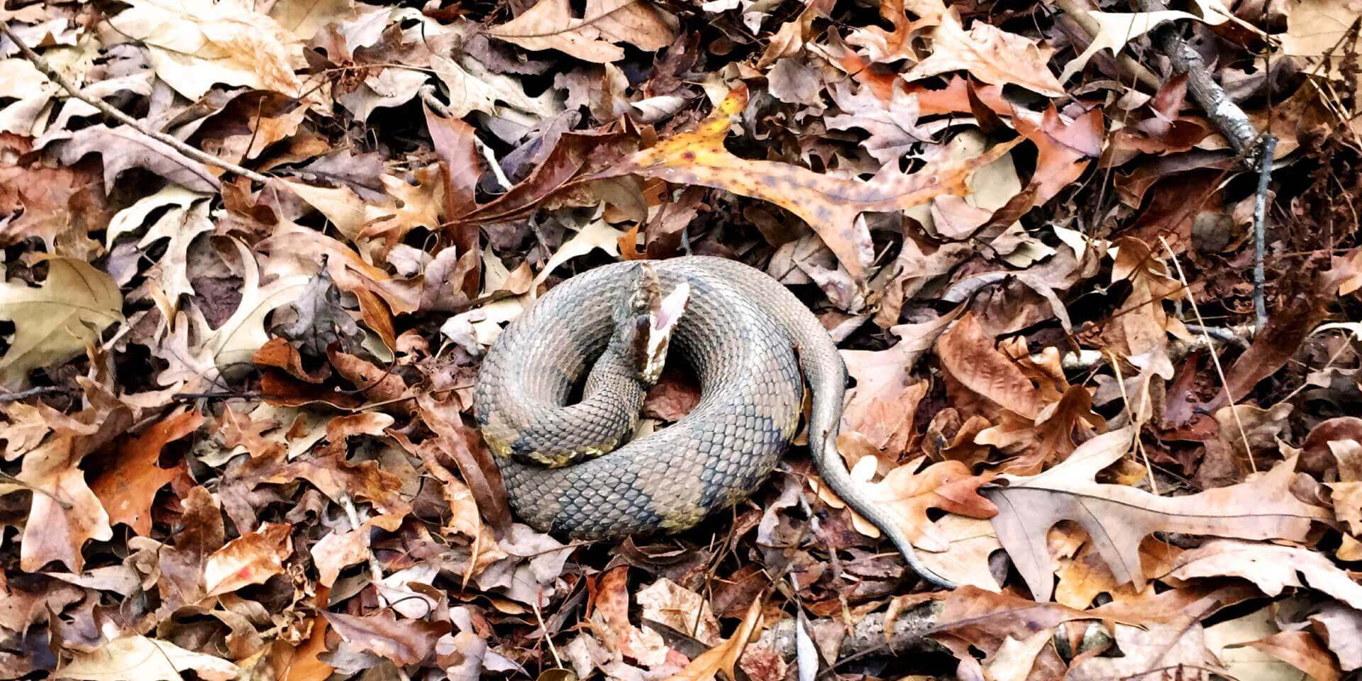 Snake on leaves we remove wildlife
