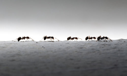 ant colony on the march